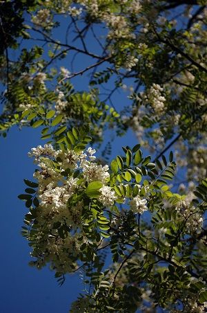 Robinia pseudoacacia