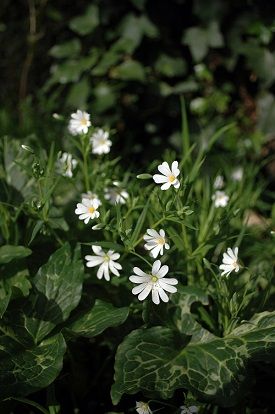 fleurs blanches