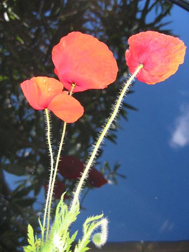 赤い花二種 一重の赤い薔薇と風に揺れるコクリコ フランス便り Soyez Les Bienvenus