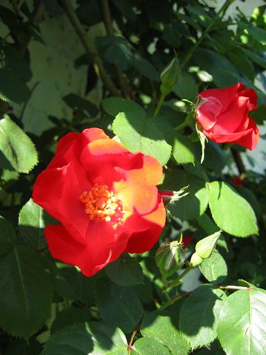 赤い花二種 一重の赤い薔薇と風に揺れるコクリコ フランス便り Soyez Les Bienvenus