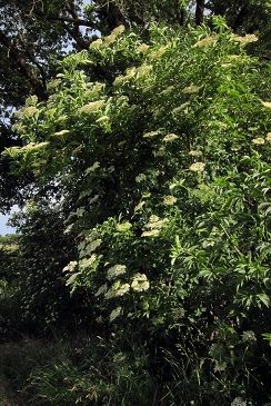 エルダーフラワーのお菓子とリスの散歩道 Fleurs De Sureau フランス便り Soyez Les Bienvenus