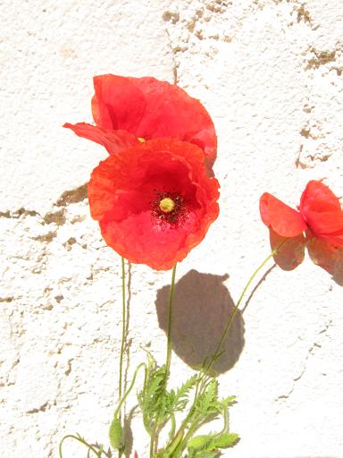 赤い花二種 一重の赤い薔薇と風に揺れるコクリコ フランス便り Soyez Les Bienvenus