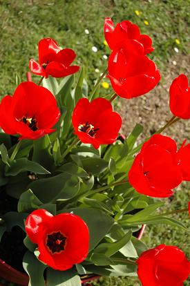 tulip