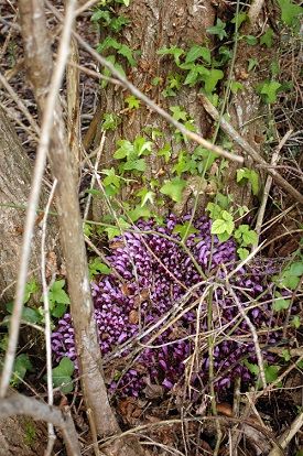 qqc violette