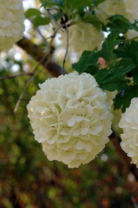 boule de neige