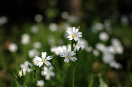 fleurs blanches