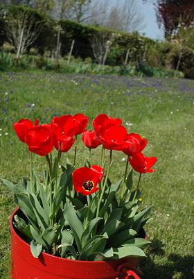 tulip