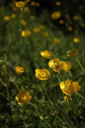 fleurs d'or