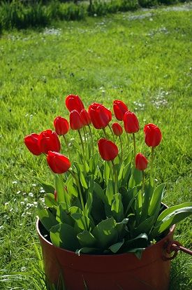 tulipe