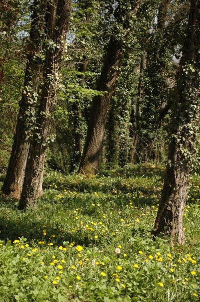 foret