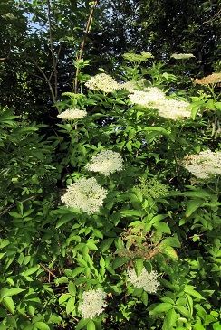 エルダーフラワーのお菓子とリスの散歩道 Fleurs De Sureau フランス便り Soyez Les Bienvenus