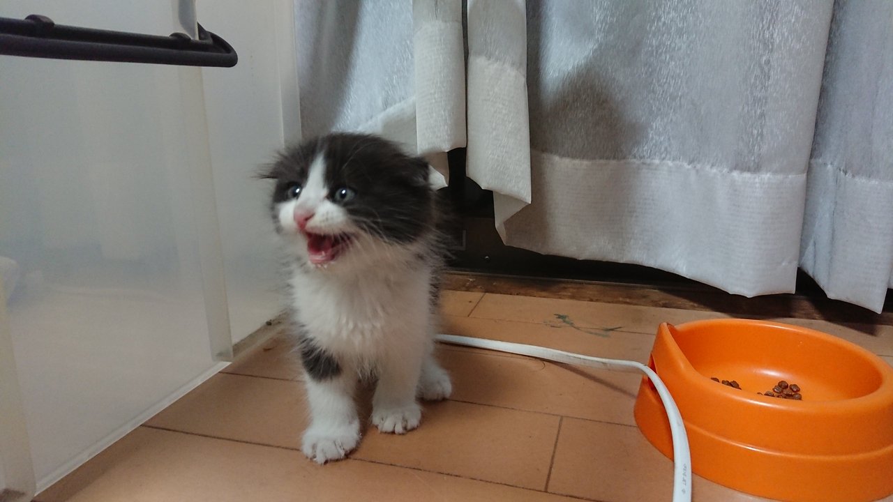 子猫のルイ アリスおばさんの旅と思い出