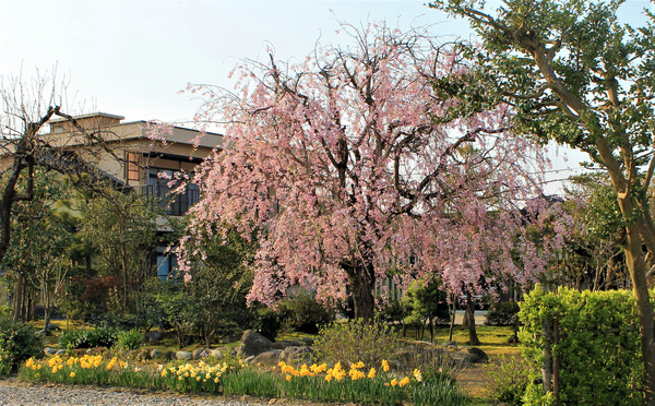 しだれ桜