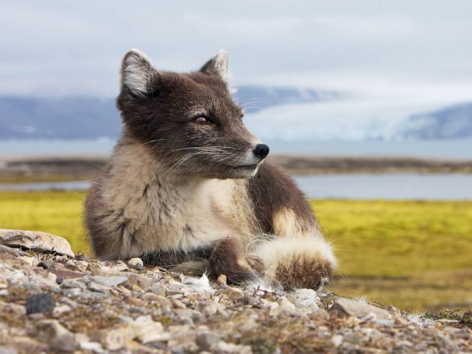 Best Wild Animals Photos (40 Pics): Transitory Dreams
