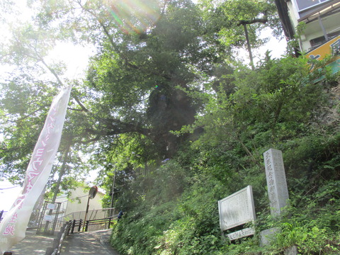 64神代ケヤキ1