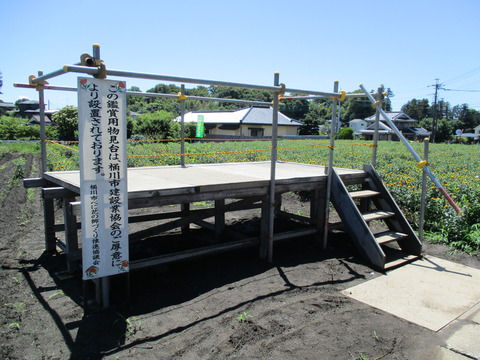 54べに花畑3