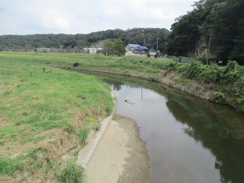 49市野川3