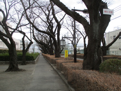 60高校前桜並木2