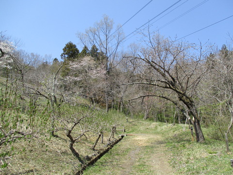 130通り抜けの桜3