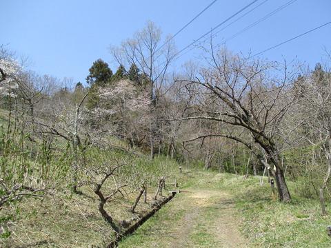 130通り抜けの桜３