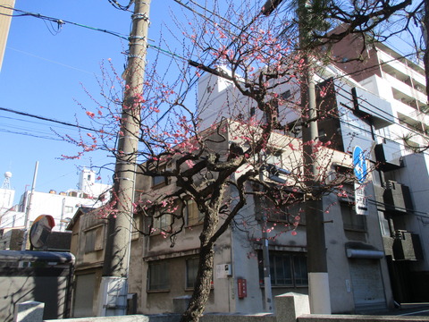 67湯島御霊社14