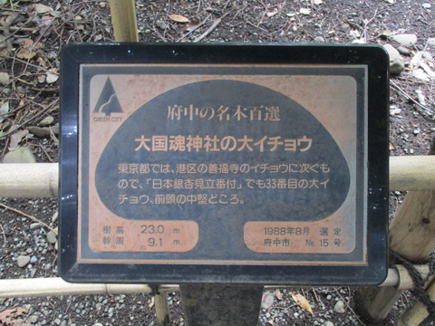 140大イチョウ2