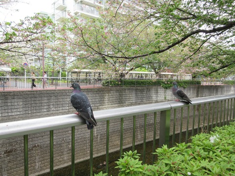 49鳩