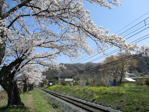 109桜の小道4
