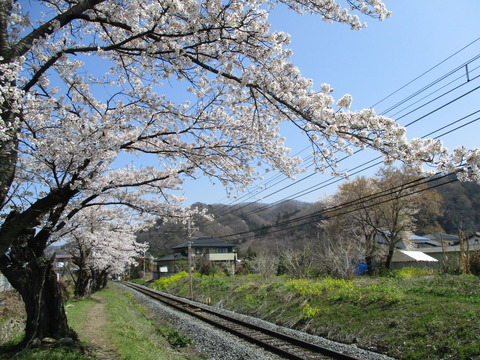 109桜の小道４