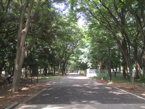 11砧公園5