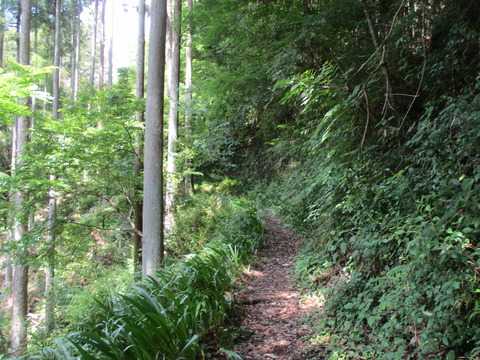 73山道2