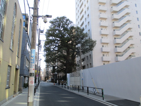 275大クスノキ1