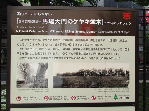 231ケヤキ並木2