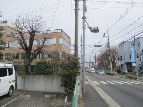 144交差点の桜