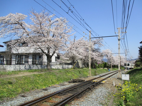 106桜の小道１