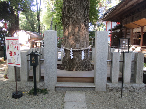 92銀杏ご神木1