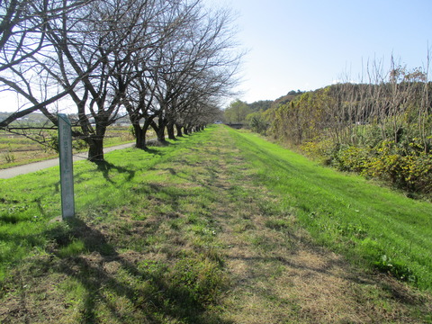 88桜堤6