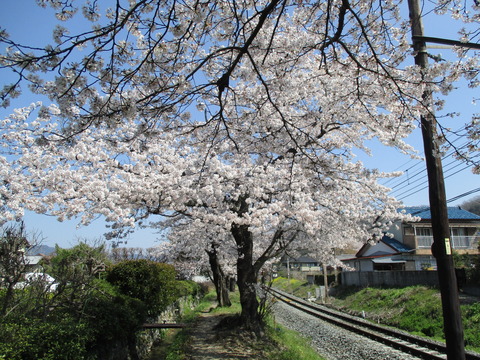 108桜の小道３