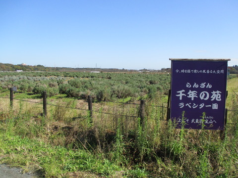 99ラベンダー園5