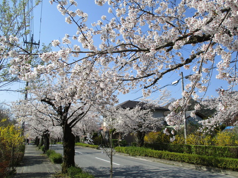 69再び北桜通り2