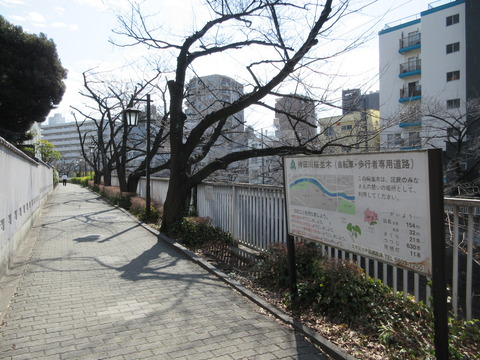 91桜並木