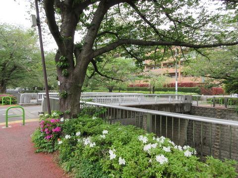 45桜見橋