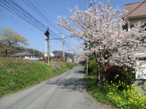 84南桜通り８