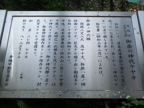 66神代ケヤキ3