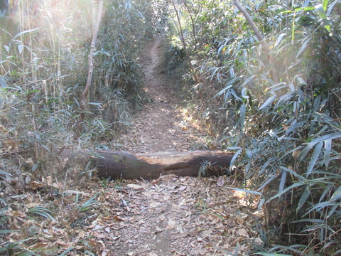 161果樹園へ13