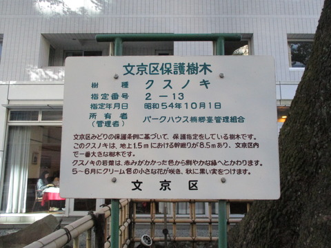 277大クスノキ3
