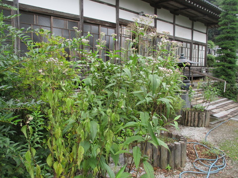 101法善寺11
