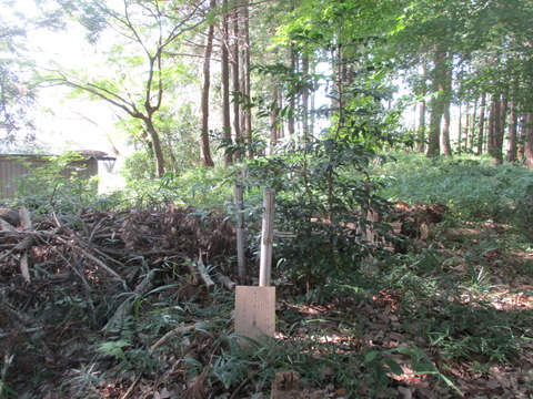 204熊野神社14