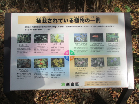 55散歩道14