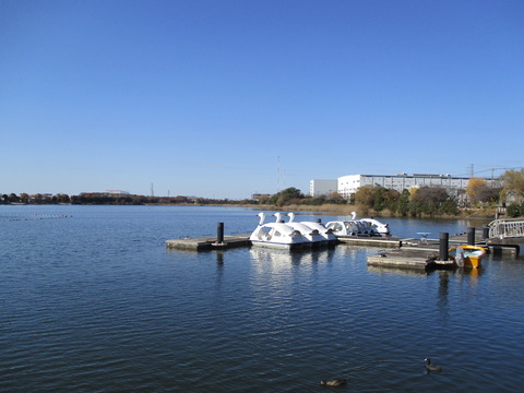 191久喜菖蒲公園4